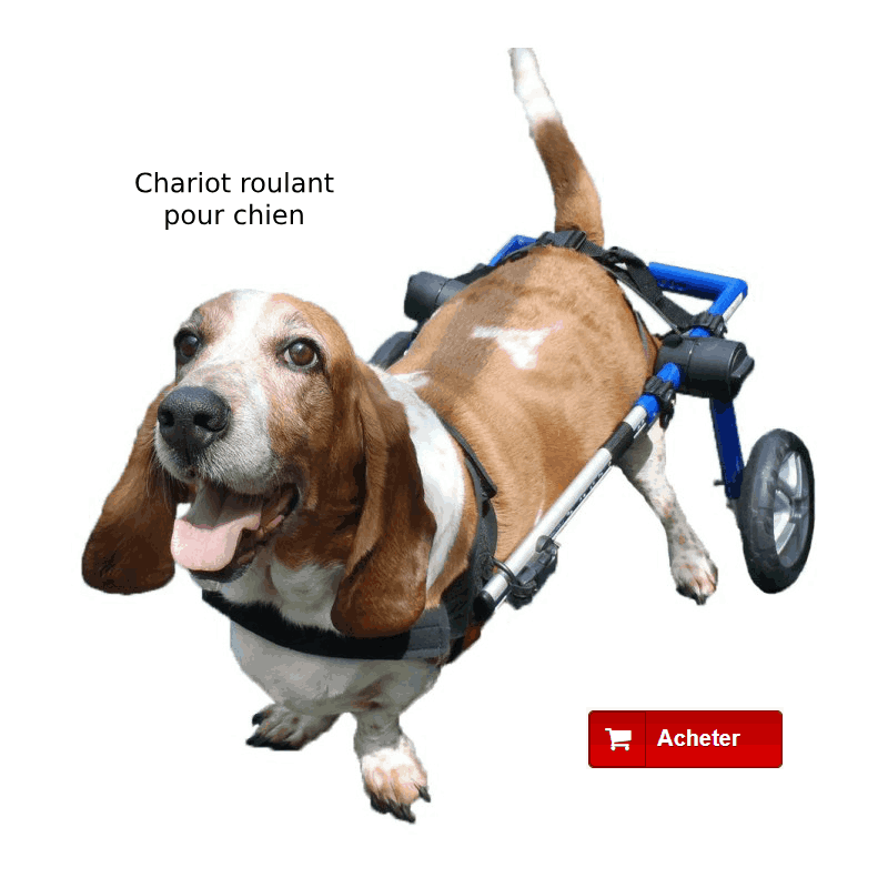 Chariot roulant pour chien atteint de dysplasie de la hanche