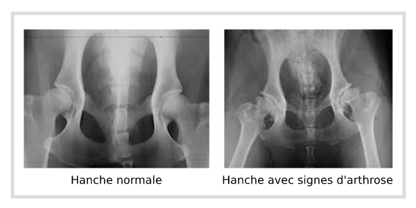 Hanche de chien présentant de l'arthrose