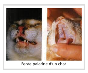 Fente palatine d'un chat