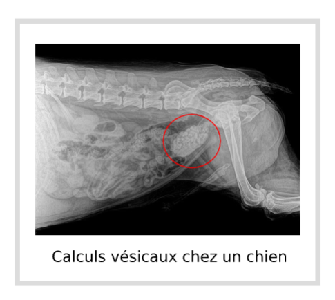 Calculs vésicaux chez un chien