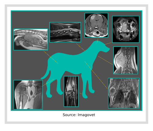 Résonnance Magnétique chez le chien