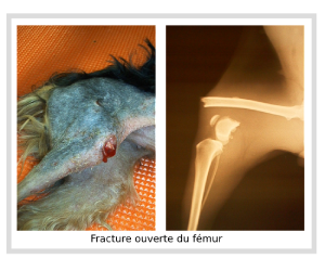 Fracture ouverte du fémur d'un chien