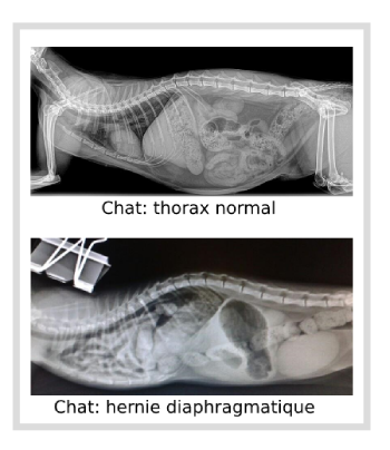 Hernie diaphragmatique chez le chat