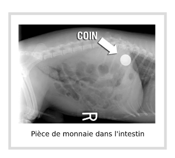 Pièce de monnaie dans l'intestin d'un chien