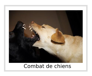Combat de chiens