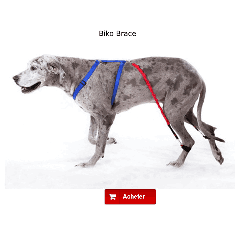 Biko Brace - Dispositif pour chiens atteins de myélopathie dégénérative