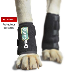 Protecteur du carpe pour chien