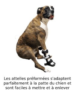 Attelle préformée pour immobilisation de la patte du chien