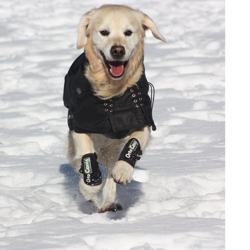 Chien avec manteau imperméable thermique