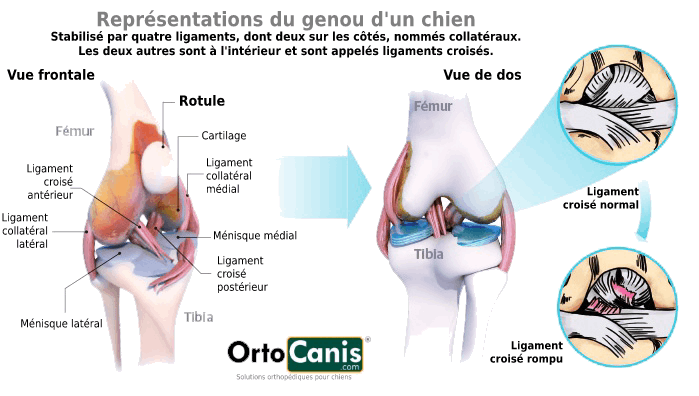 Vues du genou du chien