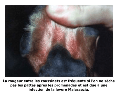 Infection des coussinets du chien