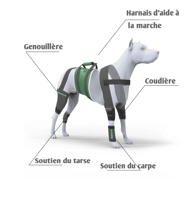 Produits orthopédiques pour chien