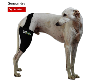 Genouillère pour chien