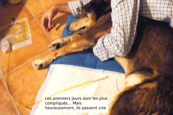 Chien paralysé, les premiers jours