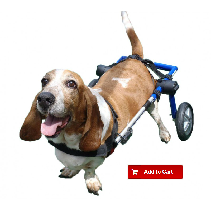 Dog with herniated disc in a wheelchair