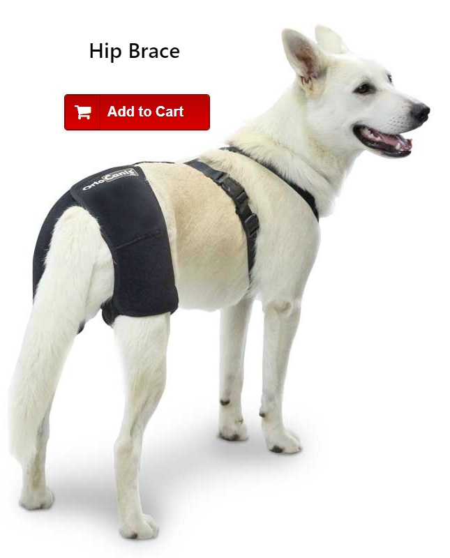 Support for dog with hip displasia