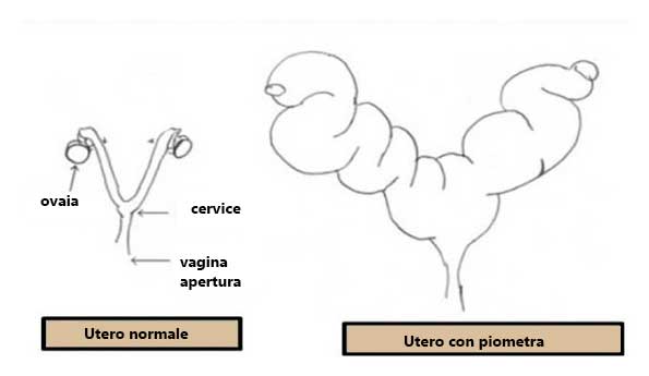 piometra