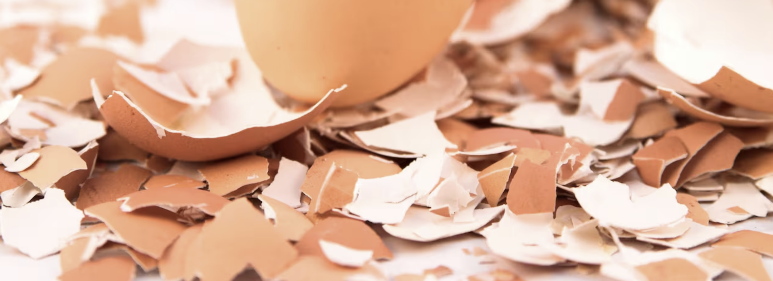 cascaras de huevo para perro