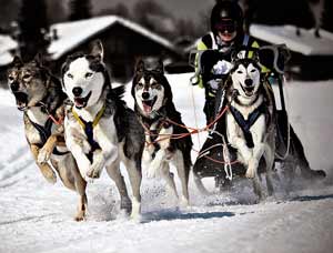 Material Mushing