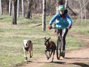 corsa con cani da slitta sulla terra