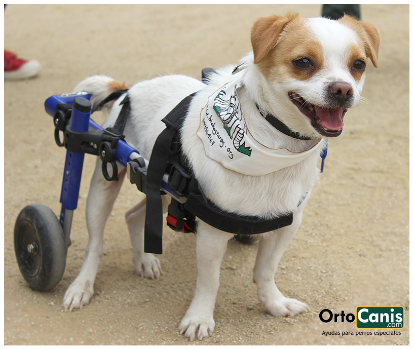 Chariot roulant pour chien handicapé