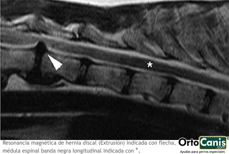 Hernia discal en perro