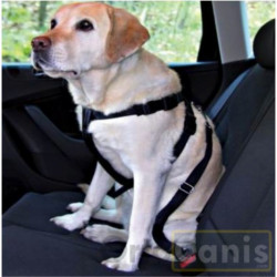Cinturón de seguridad para perro