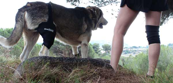 paseo perro en recuperación