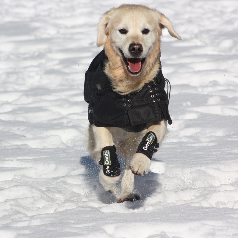 Photo: Back on Track thermal jacket protects from cold and moisture by reflecting the animal's own heat.