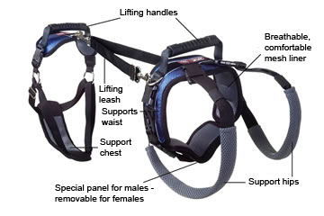 Sections of full assisted support harness