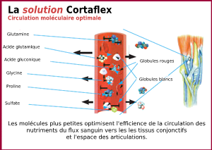 Graphique 2 Cortaflex