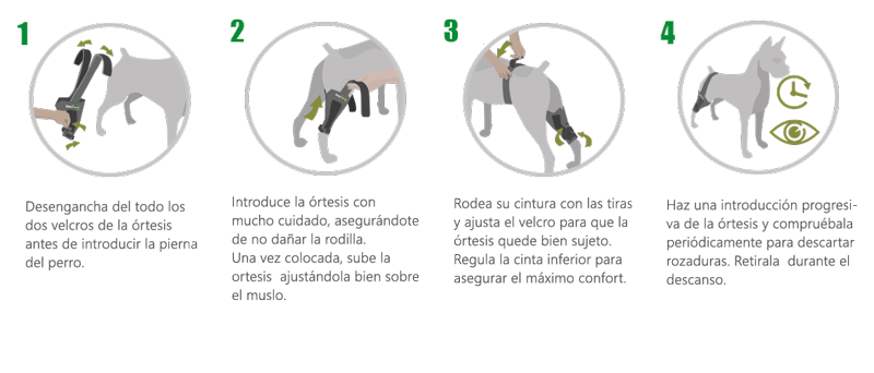 instrucciones órtesis de rodilla articulada