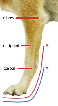 Adjustable dog splint
