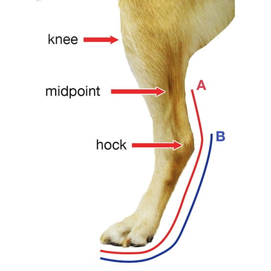Adjustable dog splint