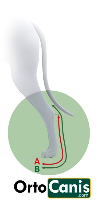 Medida para talla férula posterior canina