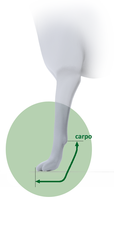 Férula trasera corta miembro anterior