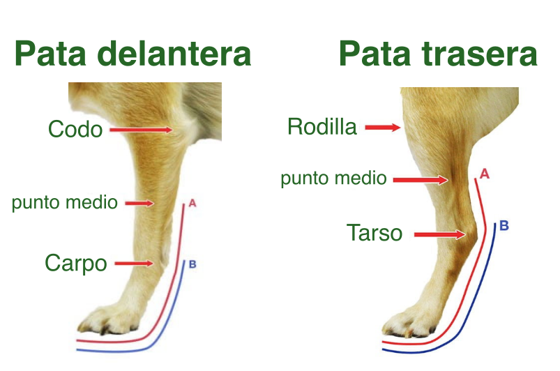Guía de medidas para férula ajustable para perro