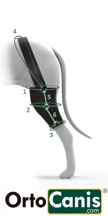 Ortesis de rodilla  articulada a medida para perros