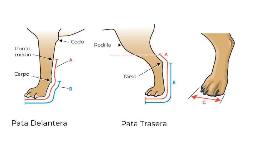 Ferula perro