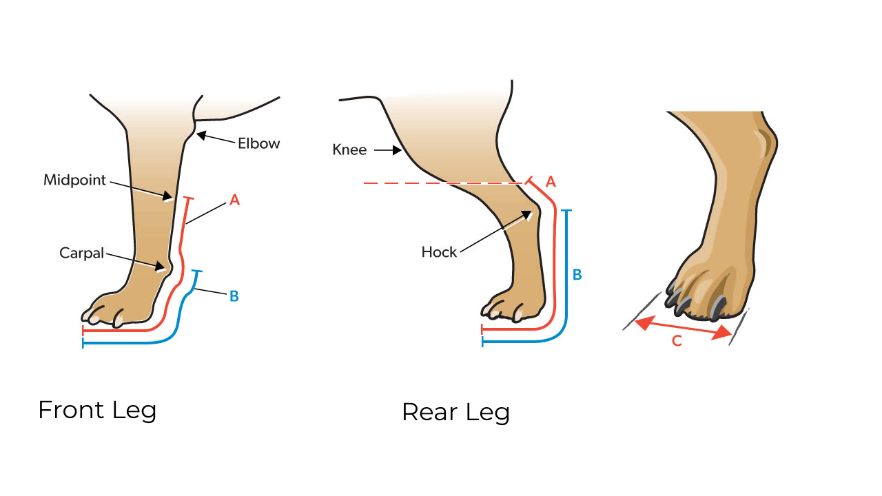 Adjustable splint for dogs