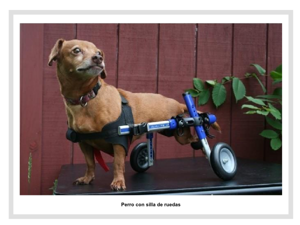 Un carrito le cambia la vida a un perro discapacitado