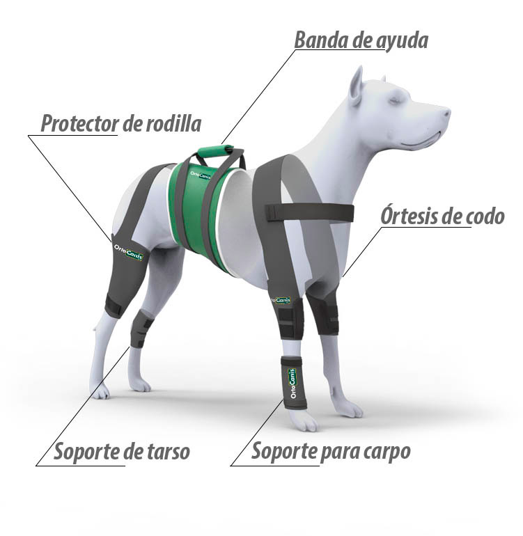 Ayudas para perros que cojean