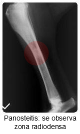 Canine Panosteitis