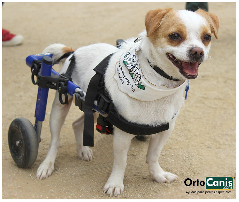 Silla de ruedas para perros