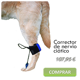 Sciatic nerve corrector