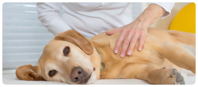 Masajes para perros de tiro