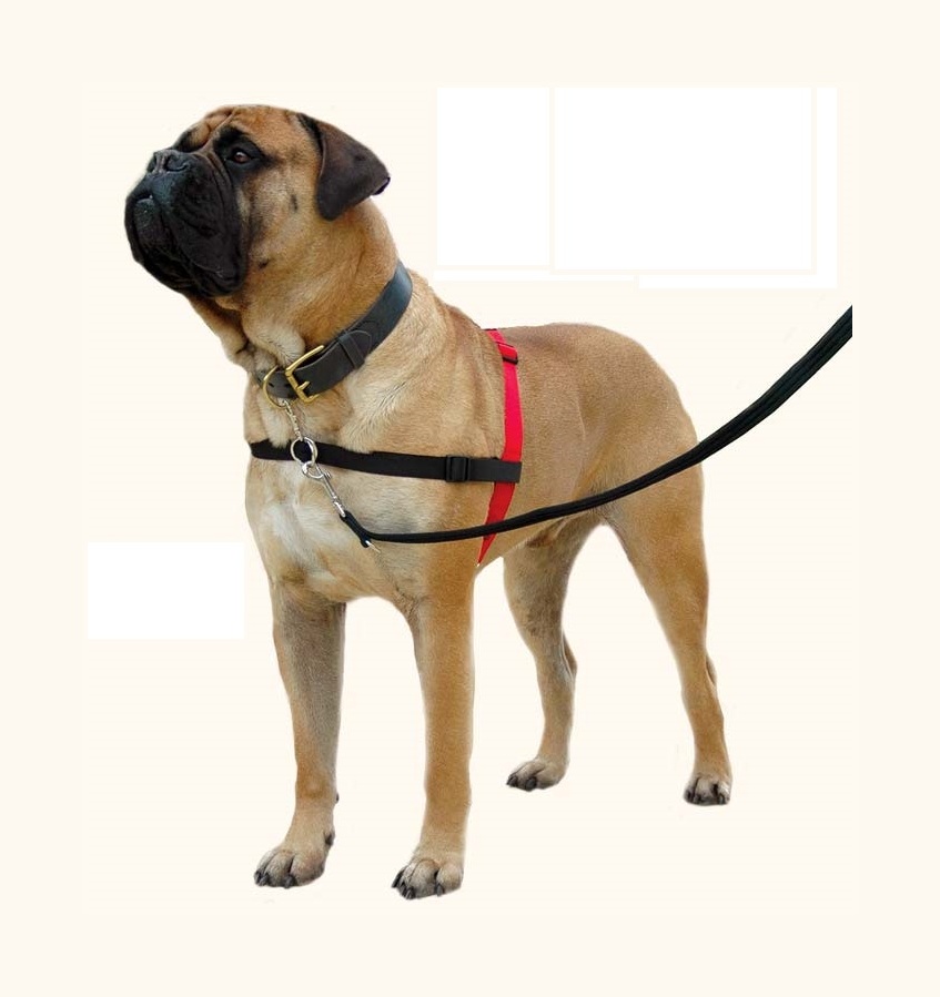 Educational harness for dogs with frontal loop