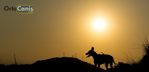 Golpe de calor en perros