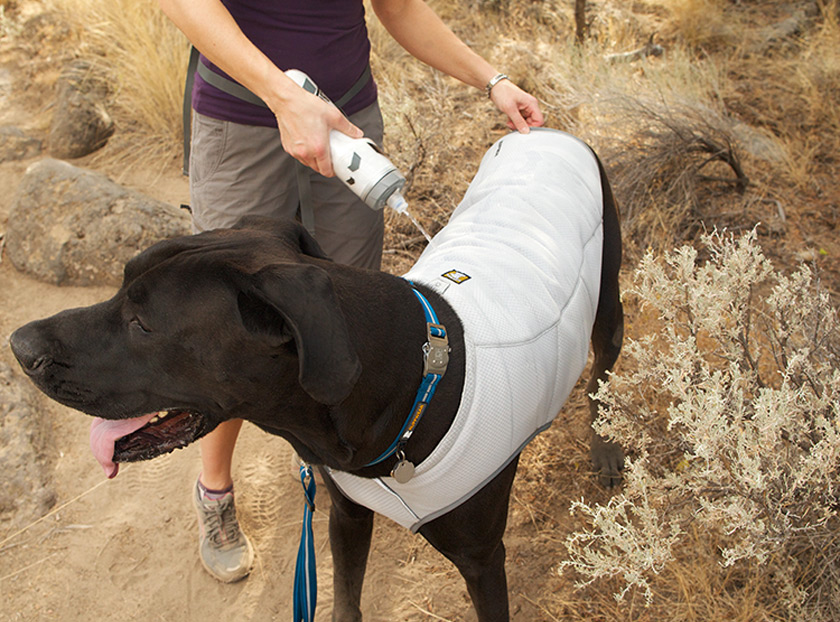 Cooling dog