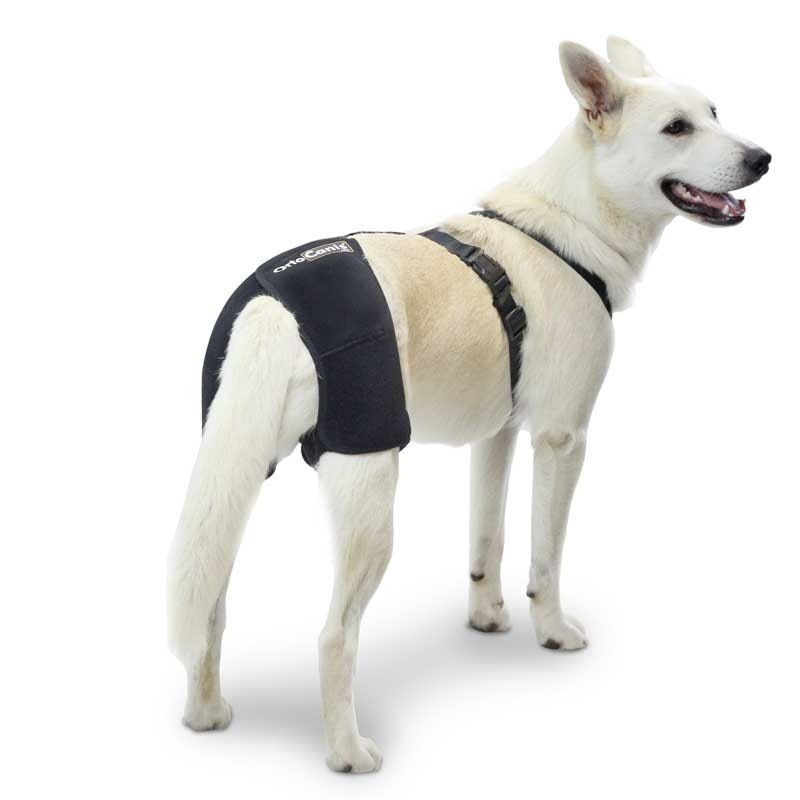 Hip brace for dogs with dysplasia